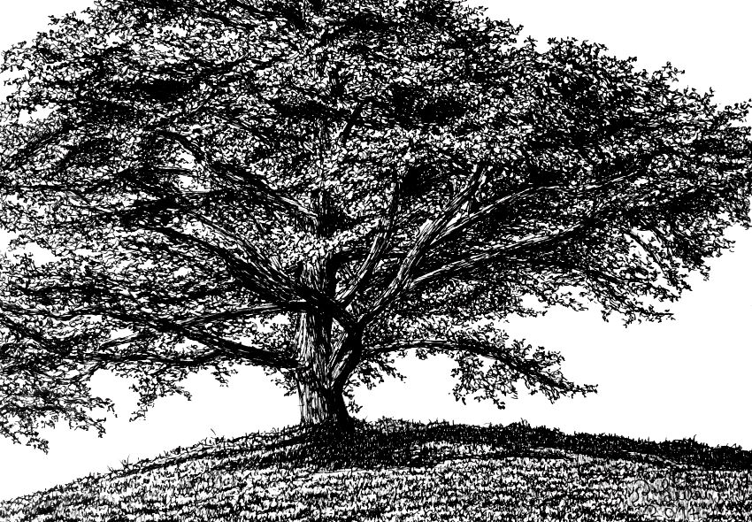 Tree drawing with a pen