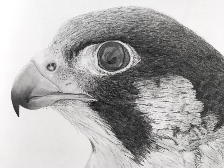Realistic pencil drawing of a peregrine falcon