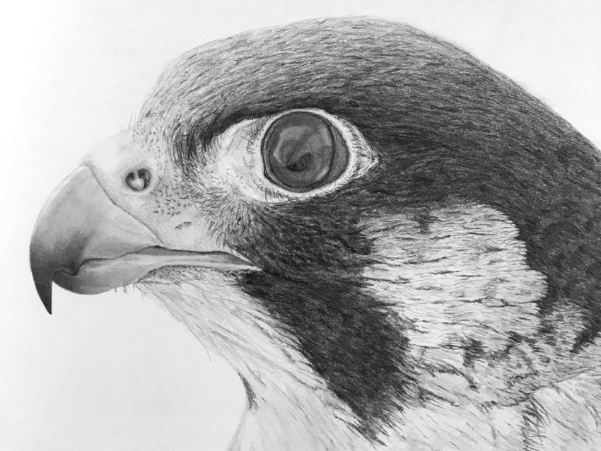 realistic animal pencil drawings