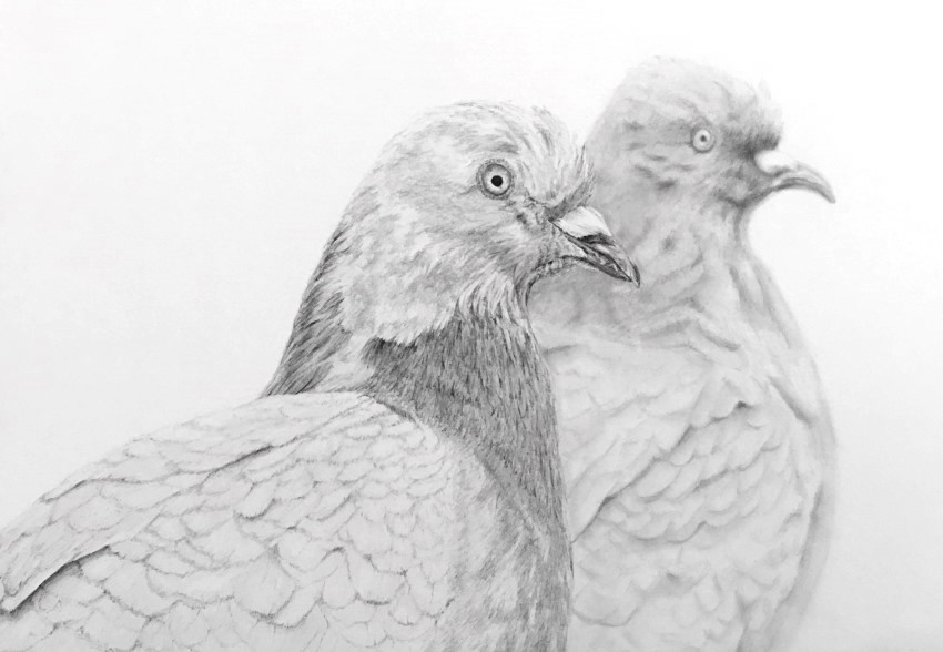 Pencil drawing on 2 pigeons