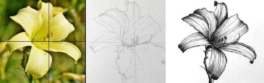 Flower drawing from observation, using a pen
