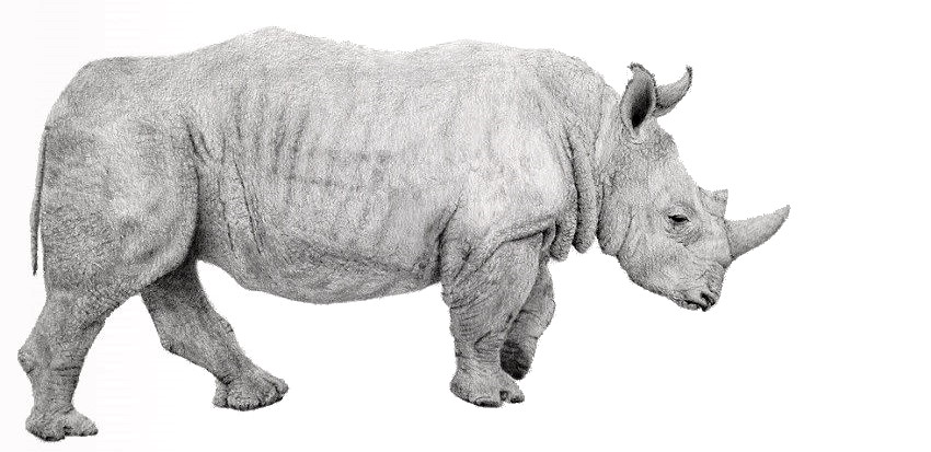 Realistic rhinoceros graphite drawing