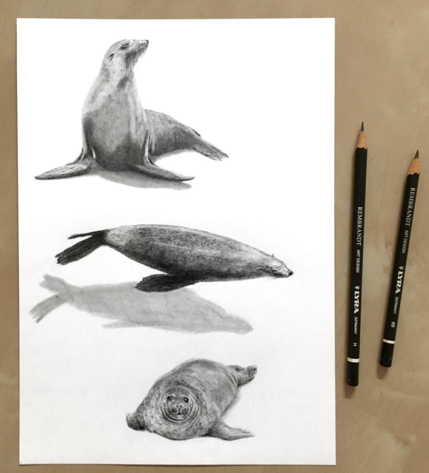 Seal drawings with graphite pencils
