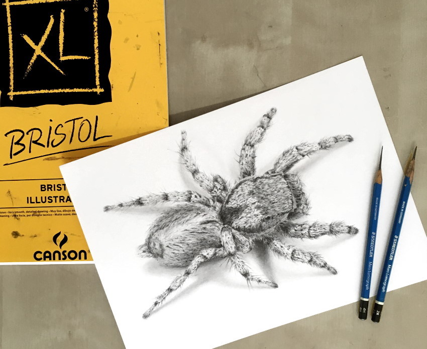 Realistic pencil drawing of a spider