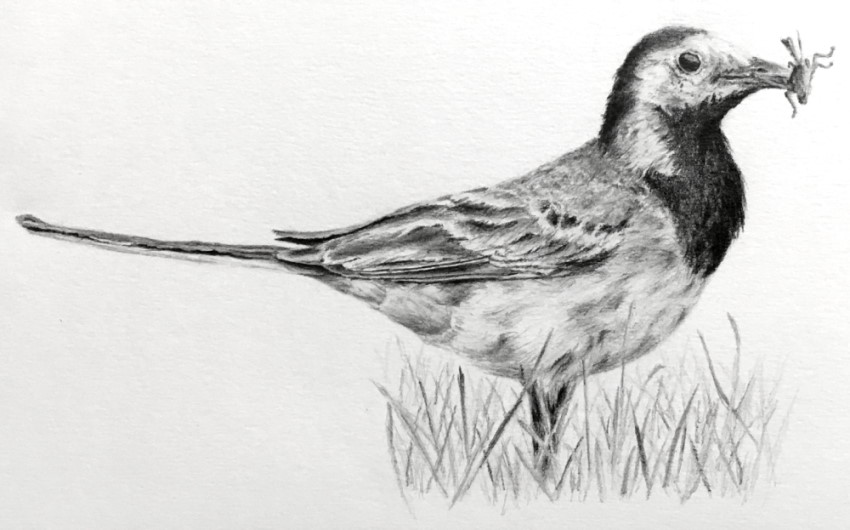 White wagtail realistic pencil drawing