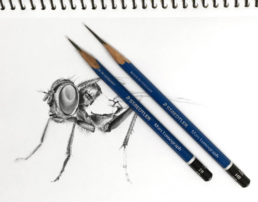 Drawing a fly from left to right with pencils
