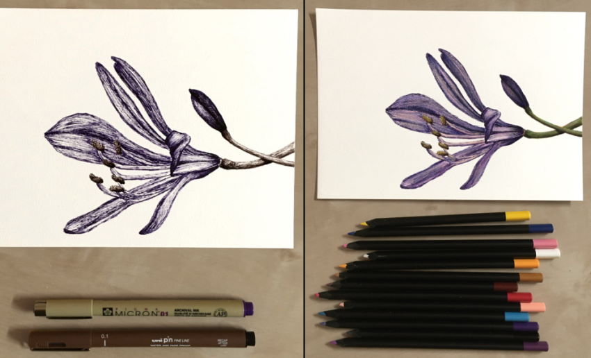 Drawings of agapanthus flower