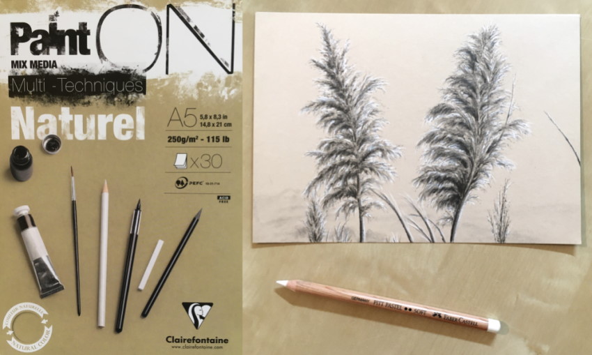 Graphite pencils of a reed plant on toned paper