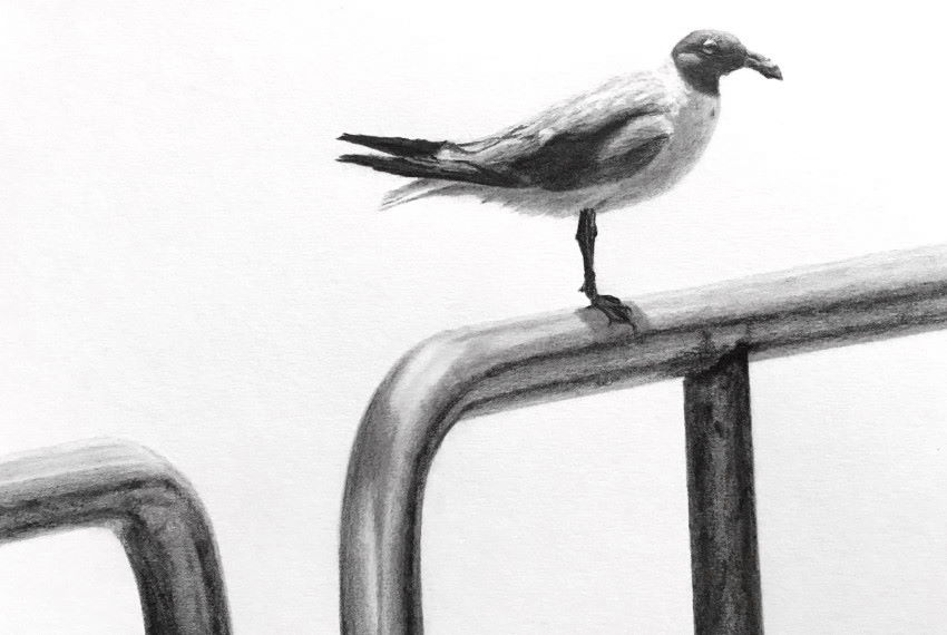 Drawing of a laughing gull on a metal fence