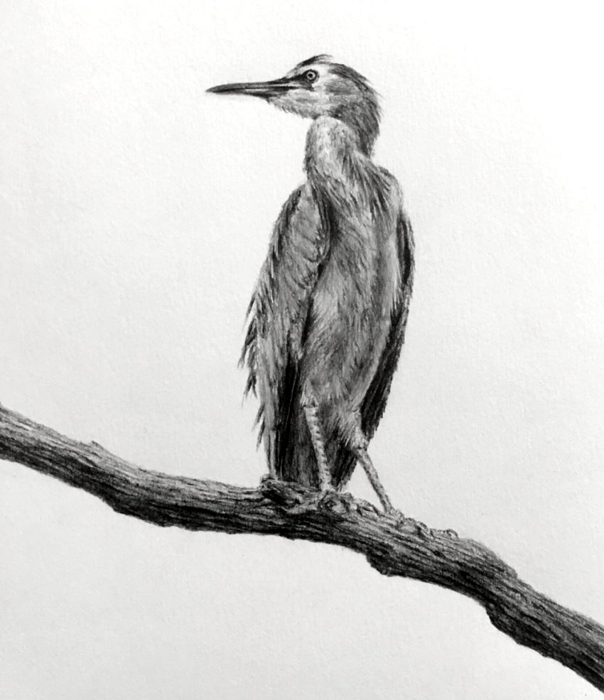 Graphite drawing of a white-faced heron bird